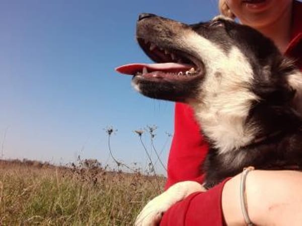 Leo sucht seine Familie