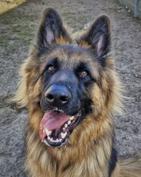 Beki