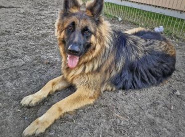 Beki