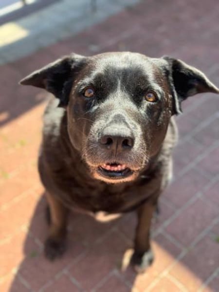 Pumba
