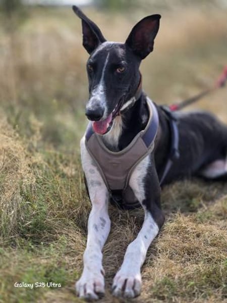 Milano  eleganter Windhund-Mix