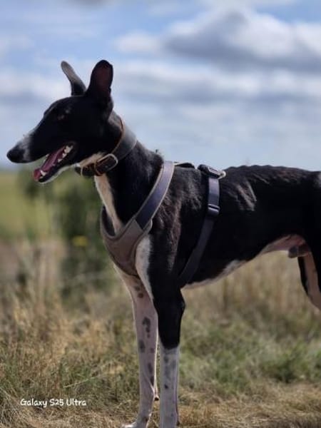 Milano  eleganter Windhund-Mix