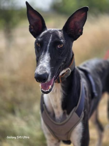Milano  eleganter Windhund-Mix