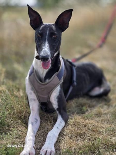 Milano  eleganter Windhund-Mix