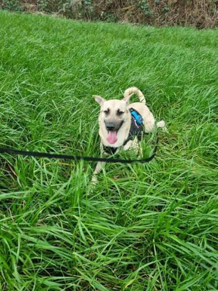 Lea, Dein zukünftiger Seelenhund🐾