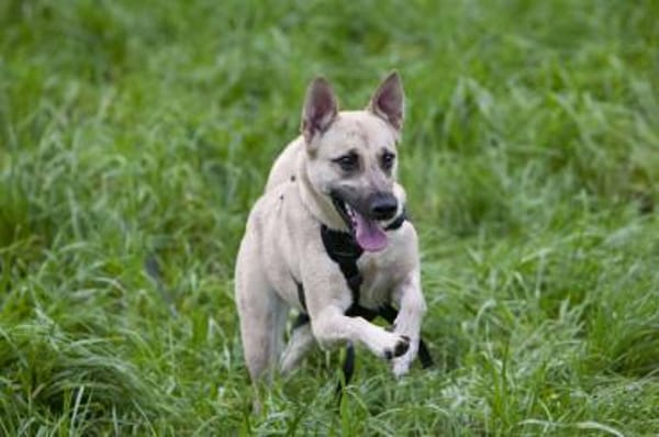 Lea, Dein zukünftiger Seelenhund🐾