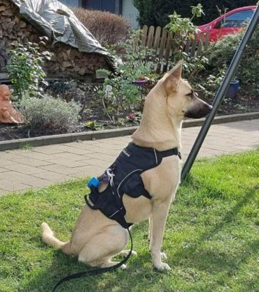 Lea, Dein zukünftiger Seelenhund🐾