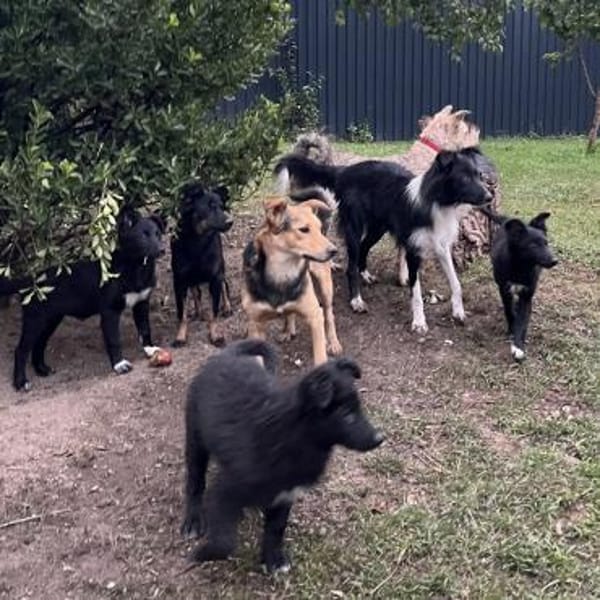 Keiko ein sehr freundlicher Rüde