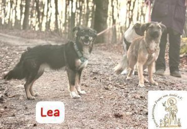 Lea - süße Schmuserin sucht Führung