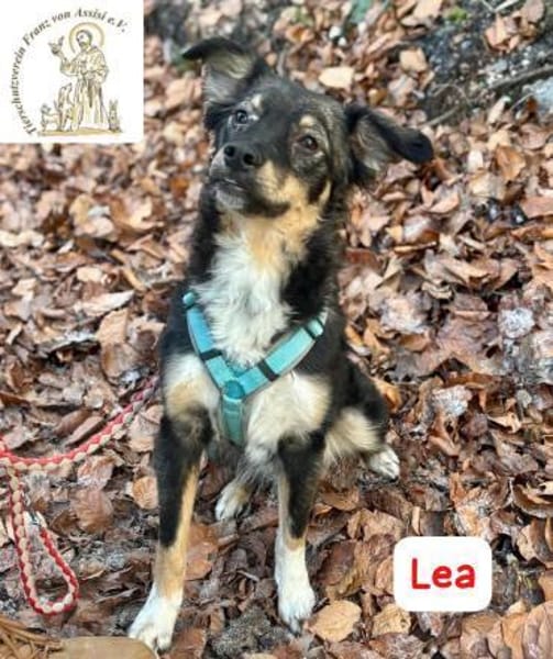 Lea - süße Schmuserin sucht Führung