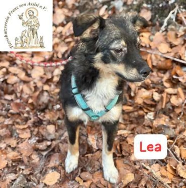 Lea - süße Schmuserin sucht Führung