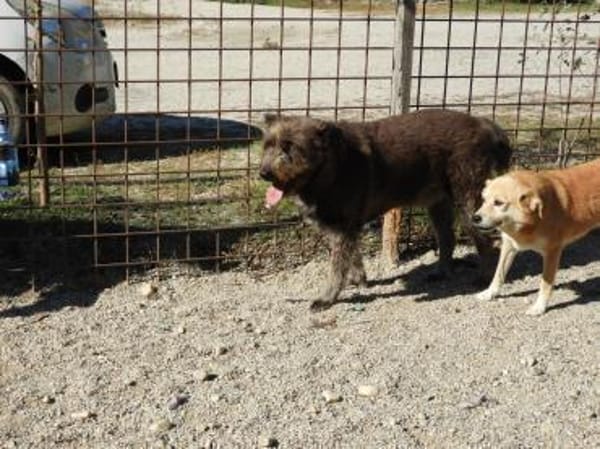 Lobo, gutmütiger Hund sucht Zuhause