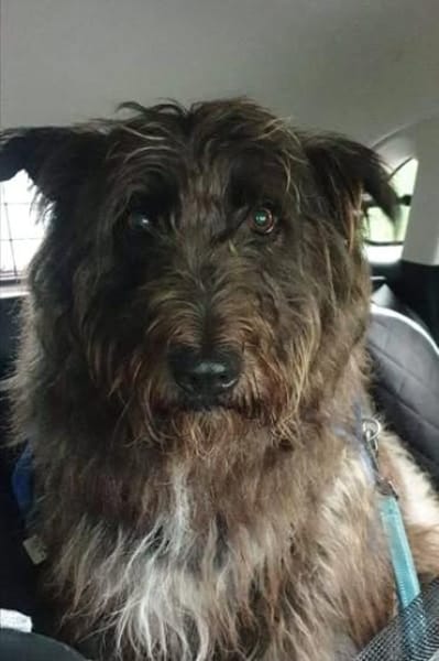 Lobo, gutmütiger Hund sucht Zuhause