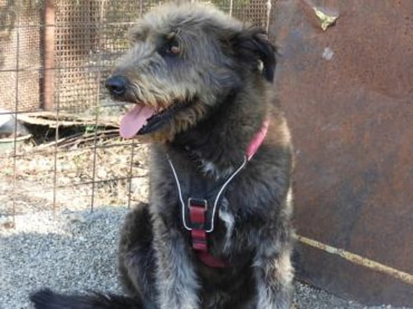 Lobo, gutmütiger Hund sucht Zuhause