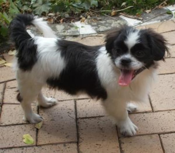 Barney in 47551 Bedburg-Hau #