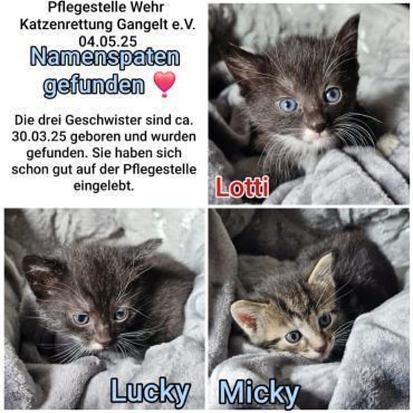 Kitten suchen ihr Zuhause