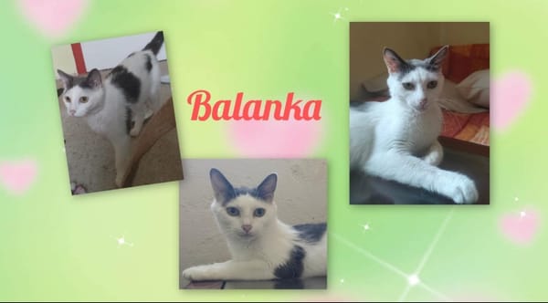 BALANKA