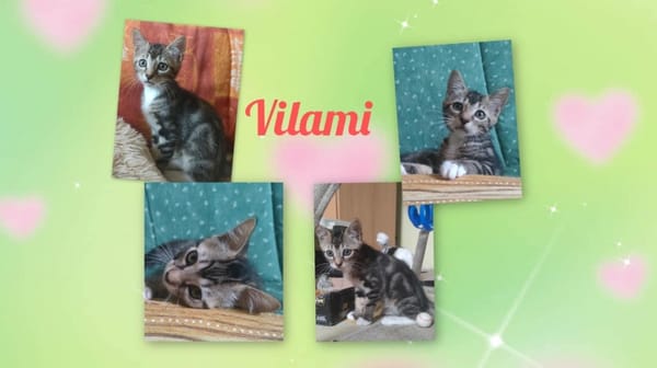VILAMI