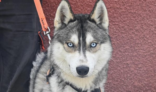 ALENKO