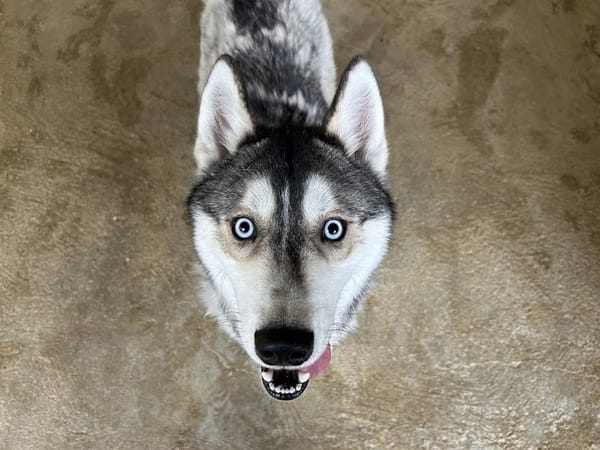 ALENKO