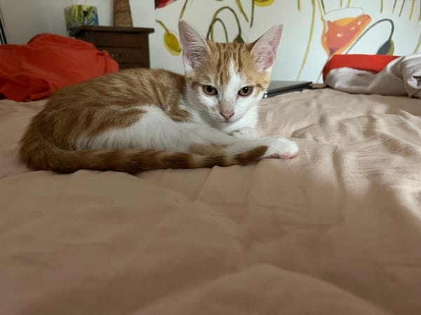 NOISETTE