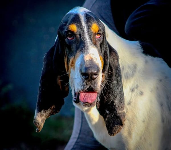 Kiko