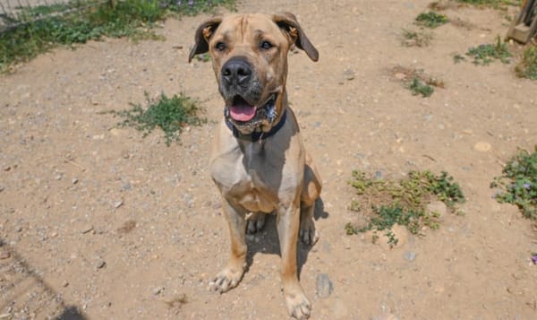 SULTAN dit SIMBA (en cours d'adoption)
