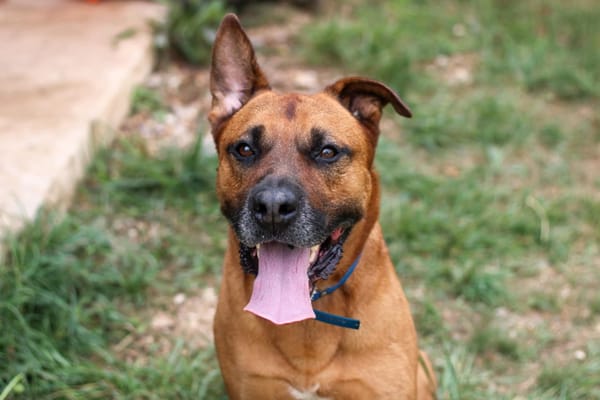 Tyson