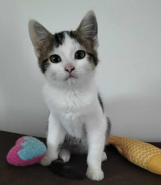 ARYA