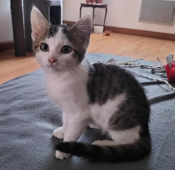 ARYA