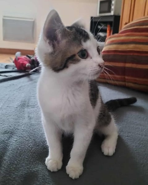 ARYA