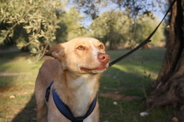 BALOO