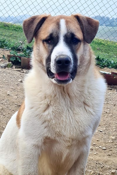 BENITO