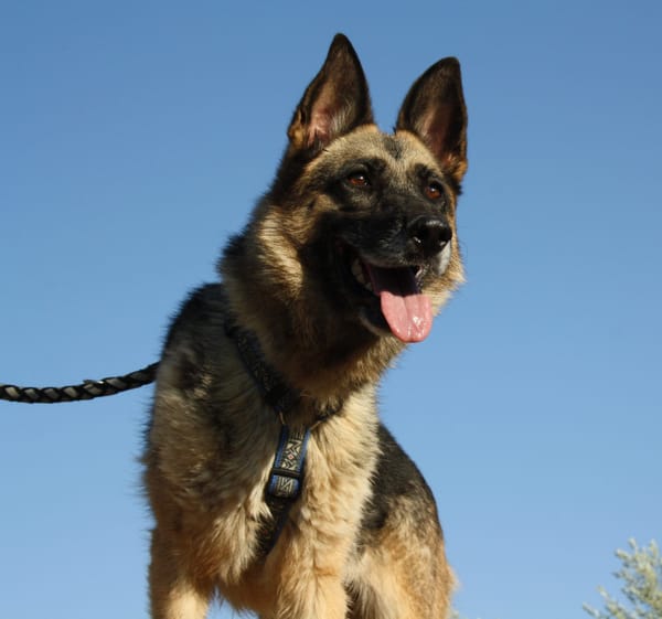 JARA
