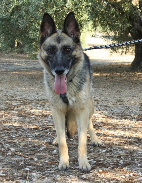 JARA