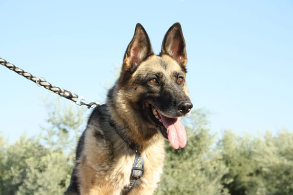 JARA