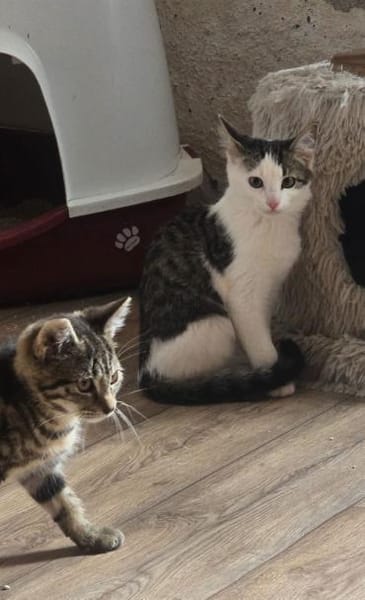 ***MADDIE und THEA im Doppelpack!
