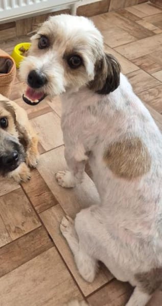 Otto - netter Familienhund sucht Zuhause