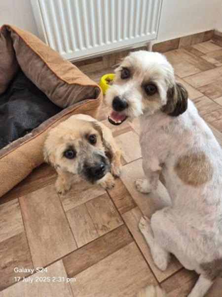 Otto - netter Familienhund sucht Zuhause