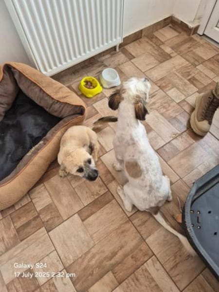 Otto - netter Familienhund sucht Zuhause