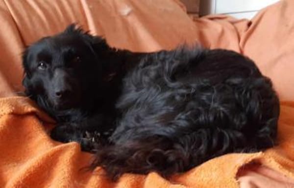 Lieber Prince