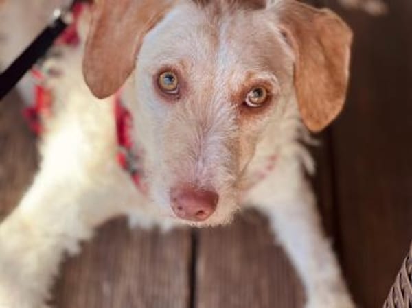 Traumhund für Geduldige