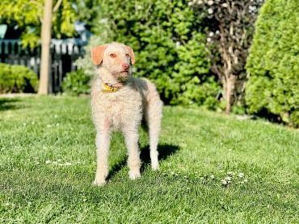 Traumhund für Geduldige