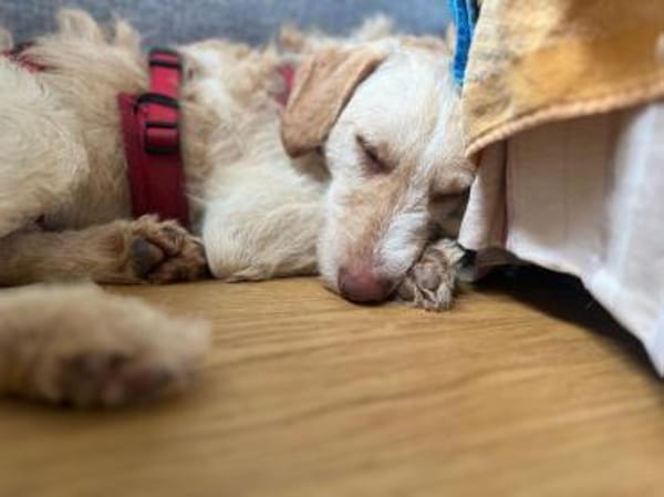 Traumhund für Geduldige