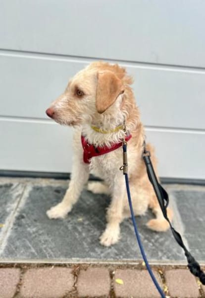 Traumhund für Geduldige