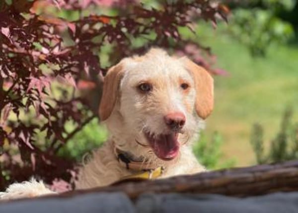 Traumhund für Geduldige