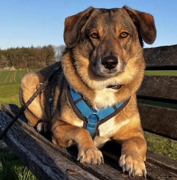 Rüde Shadow sucht Herzensmenschen