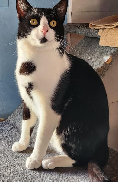 Junger, lebensfroher Kater Lenny