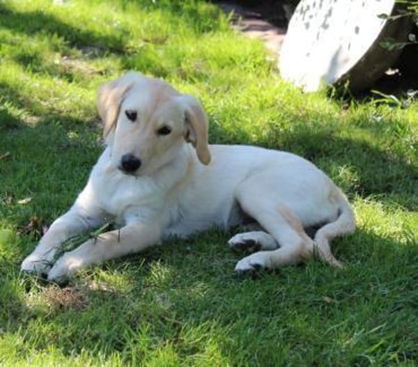 Kleine Iris sucht ein für Immer Zuhause
