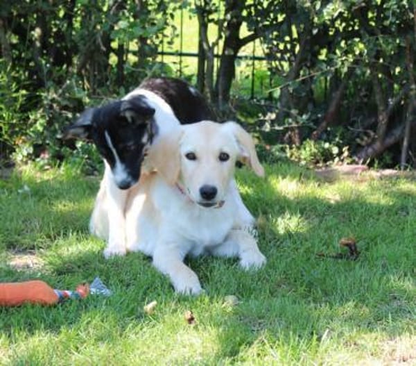 Kleine Iris sucht ein für Immer Zuhause